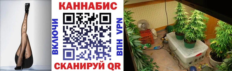 Бошки Шишки сатива Абакан